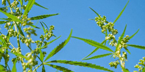 Novembro azul: cannabis e câncer de próstata