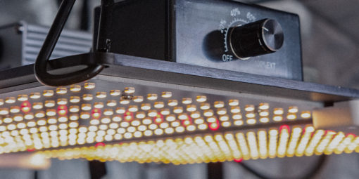 Nível de luz para cada fase do cultivo indoor