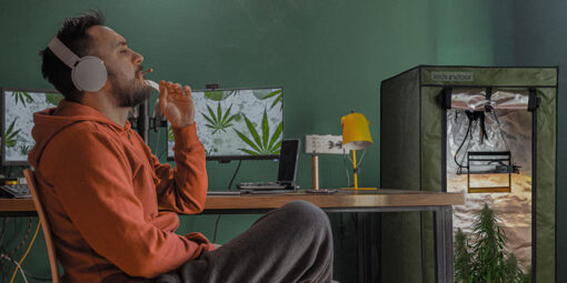 <strong>Maconha e criatividade: do fake ao fato</strong>
