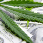 Cultivo Industrial de Cannabis no Brasil e no Mundo