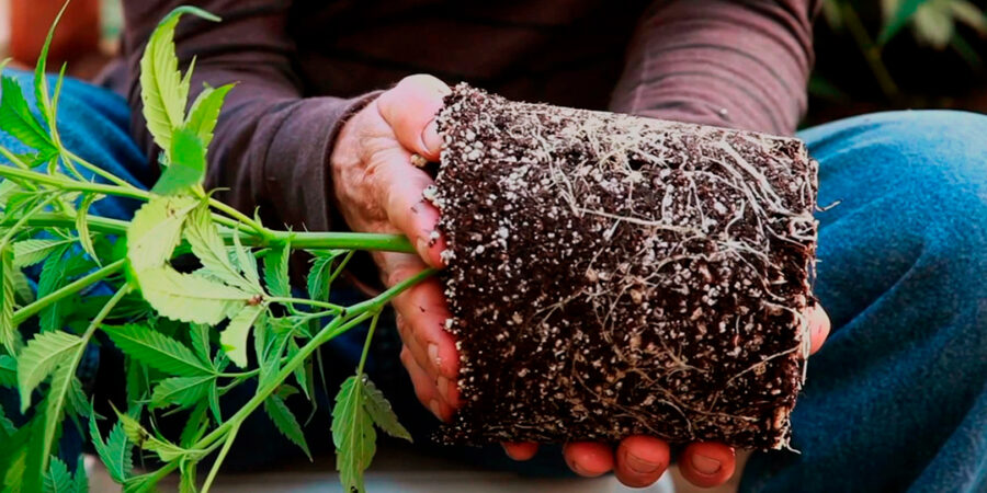 Cannabis medicinal como tecnologia de cultivo de cannabis