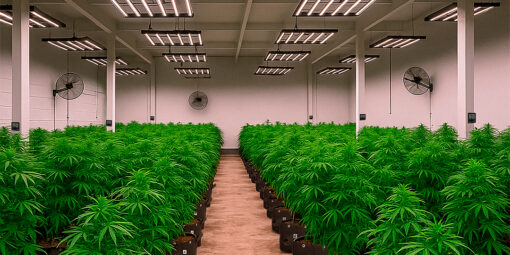 Cannabis Medicinal: tudo sobre o Padrão de Cultivo e como Impacta as Indústrias Cannabis Medicinal: Como a criação de um Padrão de Cultivo Impacta as Indústrias