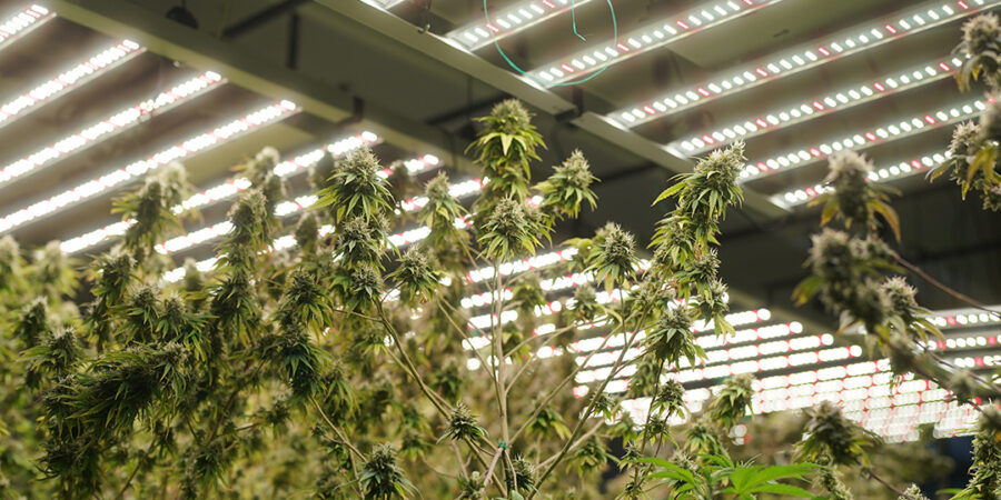 Cannabis Medicinal: tudo sobre o Padrão de Cultivo e como Impacta as Indústrias