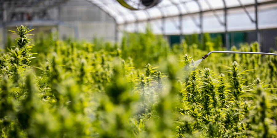 Panorama Canabico: Abril com Avanços no Brasil, debates sobre a Cannabis no mundo, progressos na Europa e dúvidas nos EUA