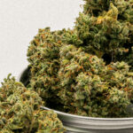 Panorama Canabico: Tensão entre Anvisa e Agricultura e retrocesso na Itália reacende mobilização europeia sobre a Cannabis