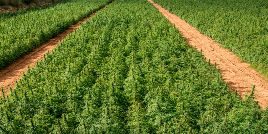 Mês de maio marca legalizações inéditas na Europa e cenário positivo para a Cannabis Medicinal